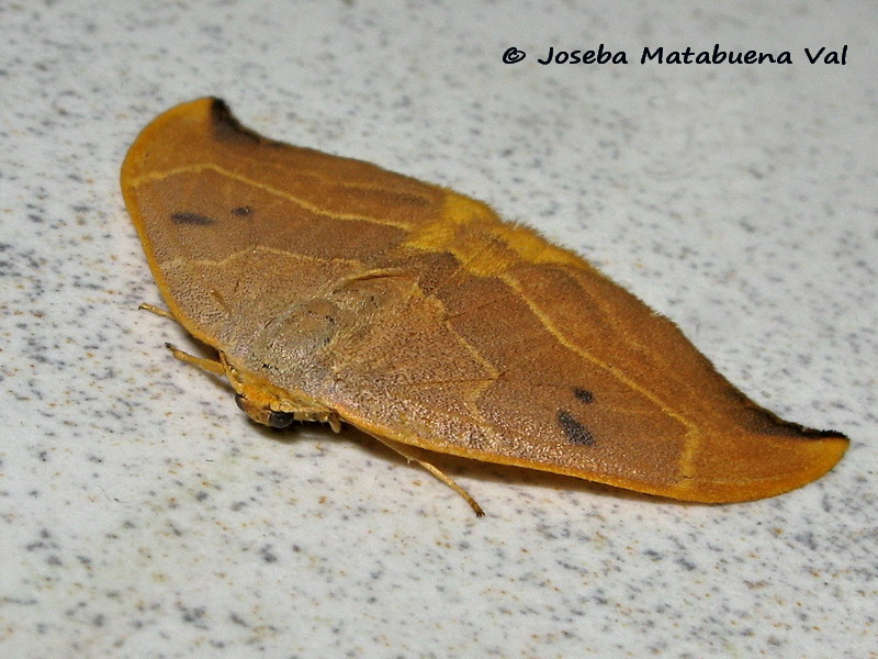 Watsonalla binaria - Drepanidae (femmina)